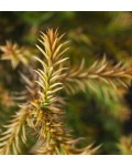 Cryptomeria japonica ’Vilmorin Gold’
